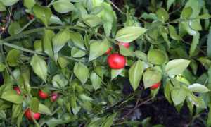 Как вырастить рускус из ветки