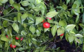 Как вырастить рускус из ветки