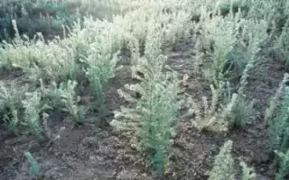 5 видов использования полыни горькой