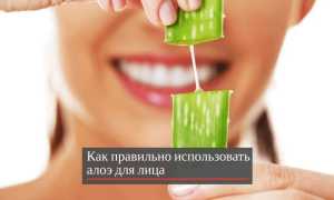 Как хранить алоэ?