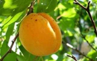 Абрикос орловчанин: описание сорта, опылители, отзывы, фото