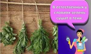 Как дольше сохранить в холодильнике: укроп, петрушку, салат, рукколу, шпинат и остальное
