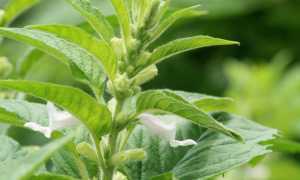 Кунжут (сезам)