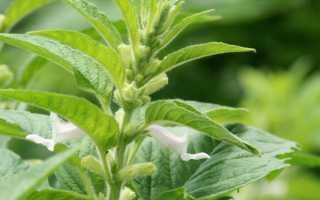 Кунжут (сезам)