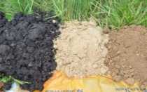 Как вырастить рускус из ветки