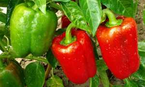 10 продуктов, содержащих много витамина е