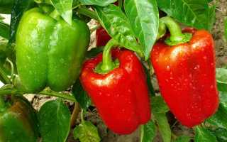 10 продуктов, содержащих много витамина е