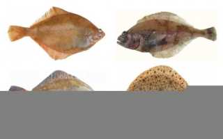 Камбала, польза и вред для здоровья людей