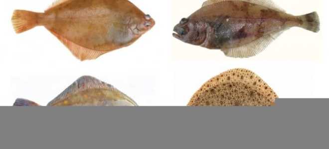 Камбала, польза и вред для здоровья людей