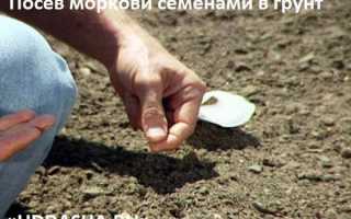 Что можно сажать рядом с морковью на одной грядке?