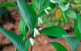 Купена (polygonatum) или соломонова печать
