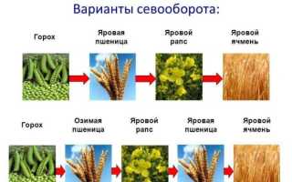 Описание, польза и химический состав зёрен пшеницы
