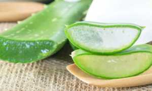 Виды алоэ, особенности и уход за суккулентом