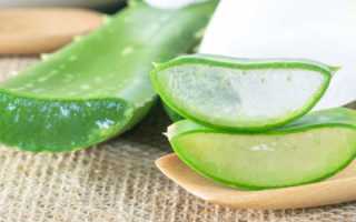 Виды алоэ, особенности и уход за суккулентом