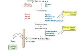 Медленные и быстрые белки. список продуктов. какие белки употреблять