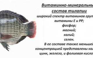 Калорийность и состав тилапии
