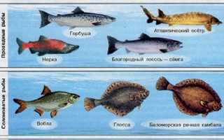 Рыбы (pisces)