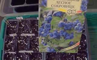 Как вырастить голубику из семян в домашних условиях