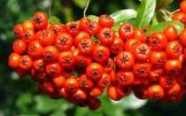 Рябина невежинская: описание сорта, фото, отзывы