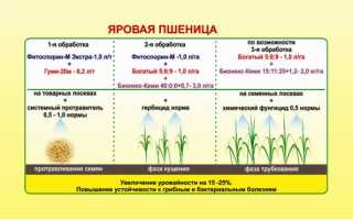 Описание, польза и химический состав зёрен пшеницы