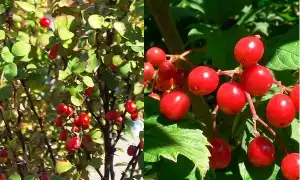 Кустарники с красными ягодами: польза и красота