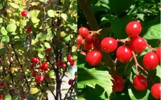 Кустарники с красными ягодами: польза и красота