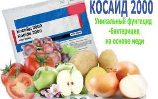 «скорая помощь» и профилактика для клубники: как получить здоровую ягоду