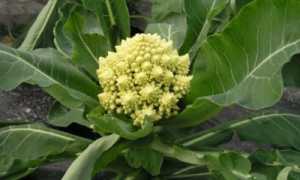 Все тонкости выращивания капусты романеско