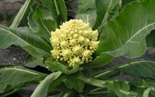 Все тонкости выращивания капусты романеско