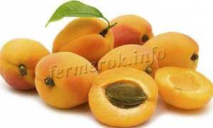 Обзор абрикоса академик