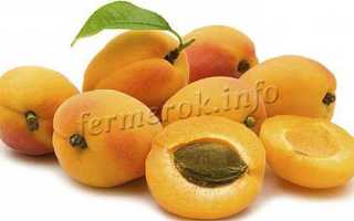 Обзор абрикоса академик