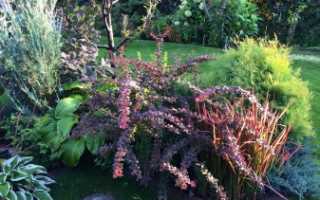 Барбарис: выращивание, виды и сорта