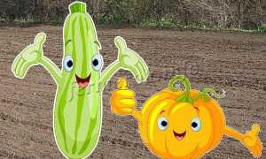 Урожай кабачков не заставит ждать, если правильно начнешь сажать