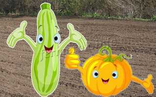 Урожай кабачков не заставит ждать, если правильно начнешь сажать